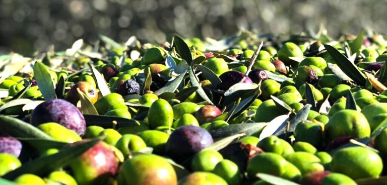 Nel vivo la raccolta delle olive ceretane