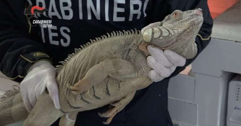 I Carabinieri hanno sequestrato oltre 100 esemplari di rettili di specie protette ed esotiche