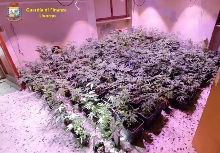 Livorno, scoperta dalla GdF una grande coltivazione di marijuana: un arresto