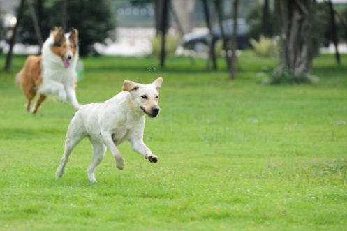 Multiservizi, rinviata al 19 e 20 ottobre la disinfestazione dei dog park di Cerenova