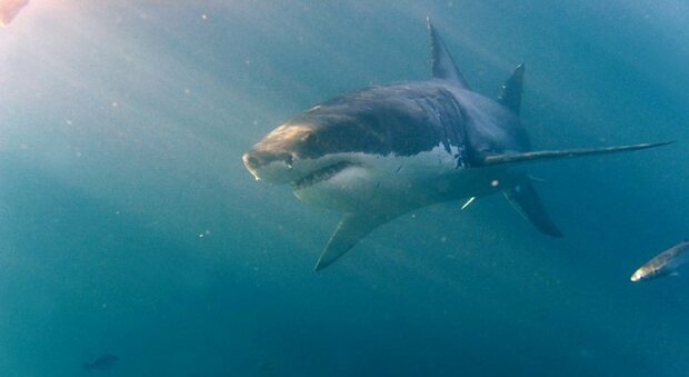 Australia, 50enne ucciso da uno squalo nella zona di Cable Beach