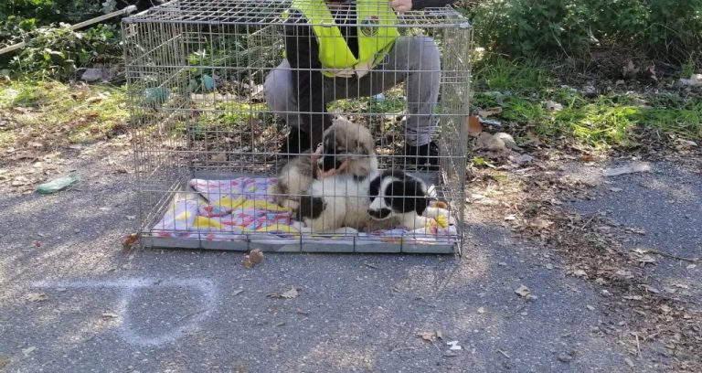 Cerveteri, le guardie ambientali salvano due cuccioli sulla Settevene Palo Nuova