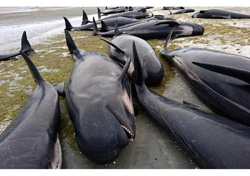 Nuova Zelanda, spiaggiamento di  un centinaio di balene sulla costa orientale