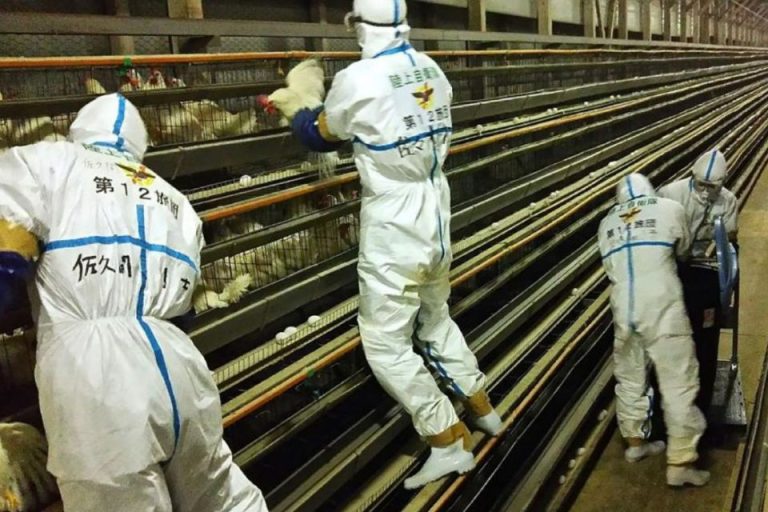 Giappone, timori per l’influenza aviaria: abbattuti 2,5 milioni di polli