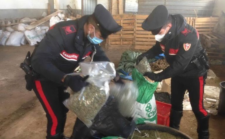 Giave (Sassari), aveva in casa 320 chili di marijuana: arrestato allevatore di 39 anni