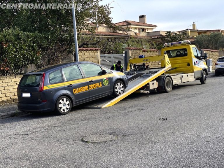 La Polizia Locale sequestra diverse le auto senza assicurazione, portato via anche un mezzo delle Guardie Zoofile