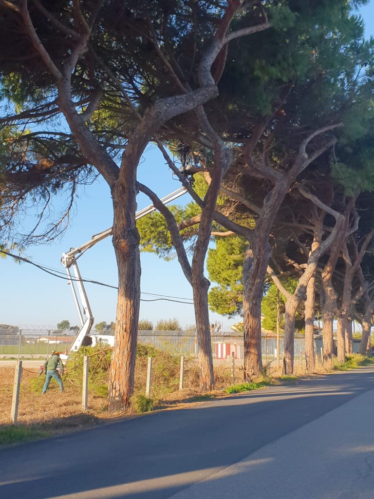 Fiumicino, iniziate le potature su viale Maria a Maccarese