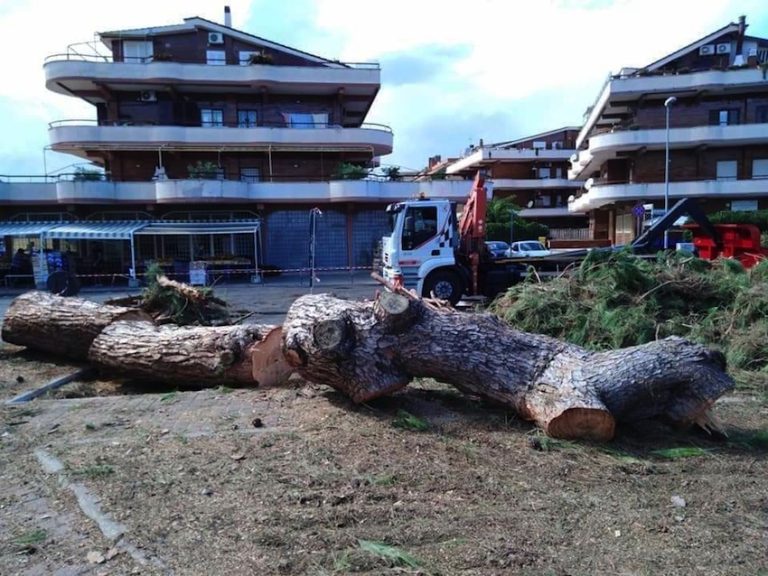 Ladispoli, come tutelare il patrimonio verde cittadino