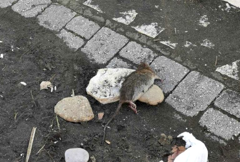 Trovati topi morti sulla spiaggia di Ladispoli