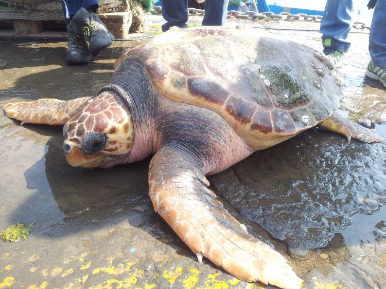 Area Marina protetta di Punta Campanella (Salerno): salvate due tartarughe Caretta Caretta