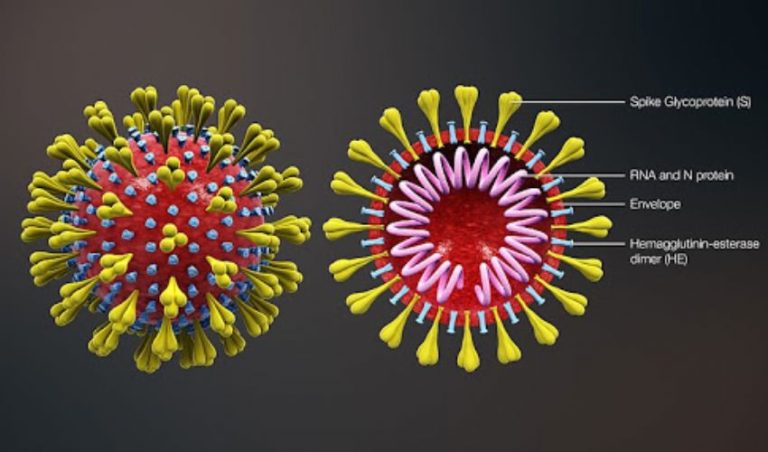 Coronavirus, la variante inglese del Covid è arrivata a Mantova e Cremona