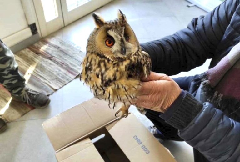 Gufo messo in salvo dalle Guardie Ecozoofile di Cerveteri