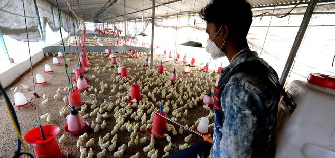 India, dilaga l’influenza aviaria: abbattuti migliaia di animali. Chiusi zoo e allevamenti
