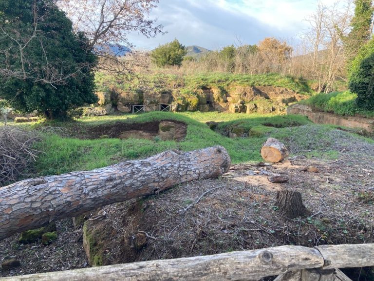 Cerveteri. Ennesimo pino abbattuto in via della Necropoli. La denuncia di un cittadino