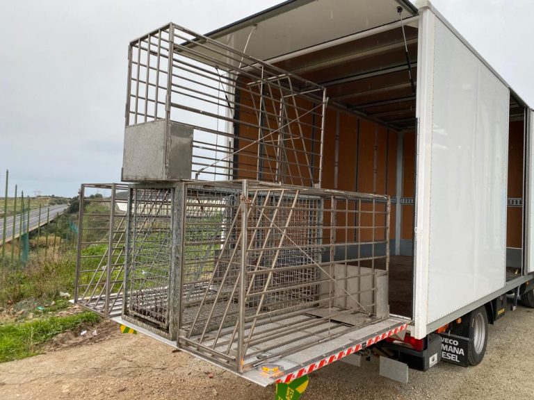 Civitavecchia: randagismo a Monna Felicita, attivata la Asl