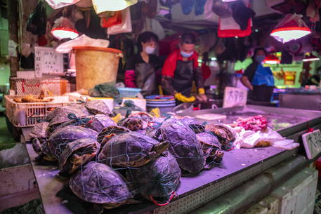 Coronavirus, gli esperti dell’Oms hanno visitato il mercato di Wuhan