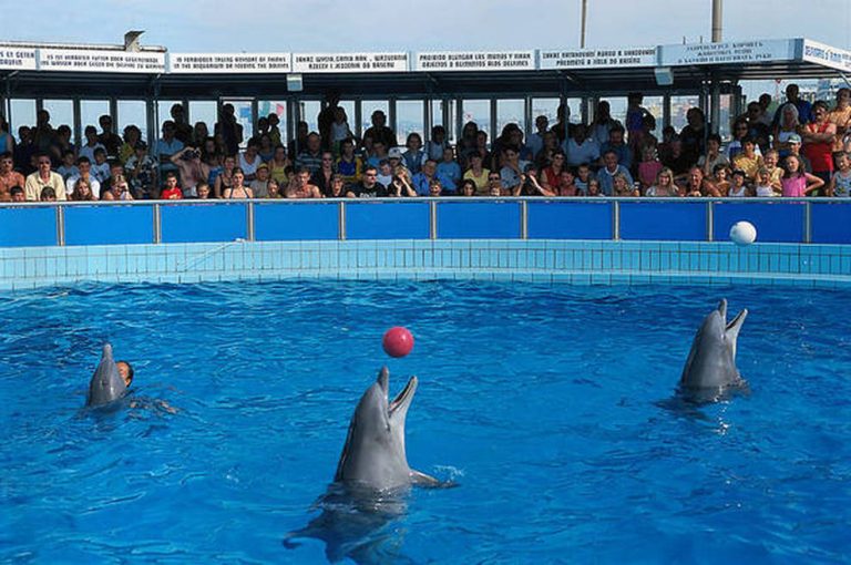 Rimini, confermata una condanna per il matrattamento dei delfini