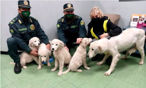 Le Guardie Ecozoofile di Cerveteri salvano una famiglia di cani