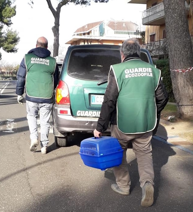 Volontari Fareambiente Ladispoli mettono in salvo tre scoiattoli