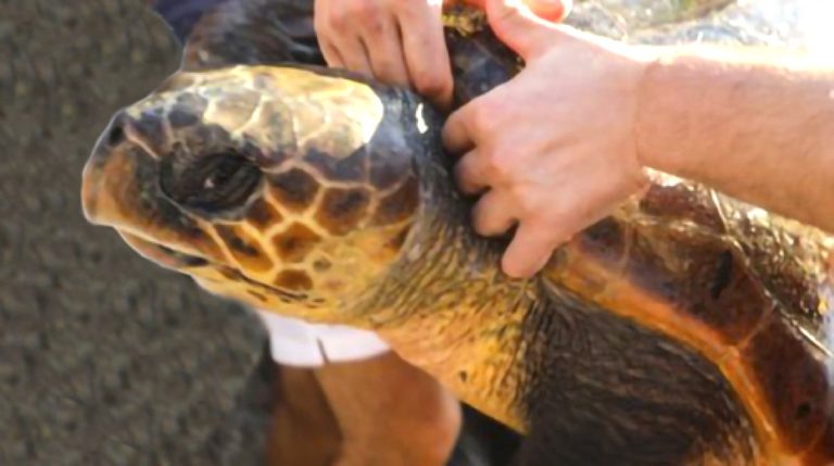 Salvata una Tartaruga Caretta Caretta a Ladispoli