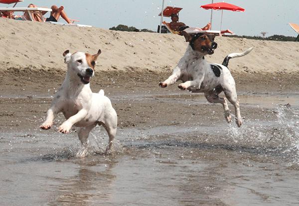 BauBeach di Passoscuo: le grandi novità della prima Spiaggia per cani liberi e felici