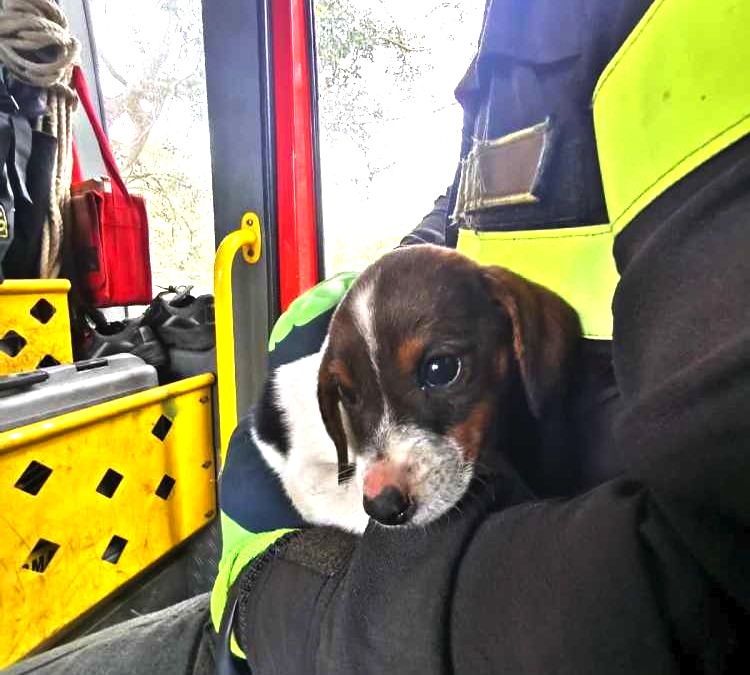 Cagnolino finisce dentro un tombino,  salvato dai vigili del fuoco di Cerveteri