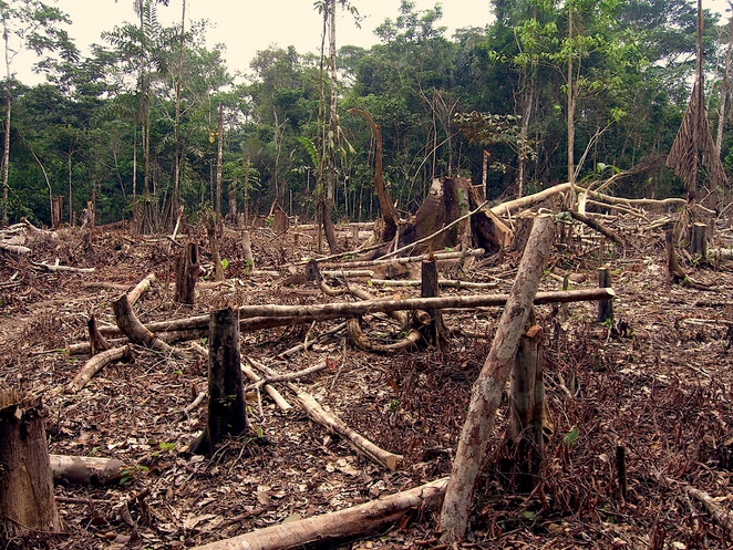 Ambiente: nel 2020 l’area di foresta tropicale distrutta equivale alle dimensioni dei Paesi Bassi