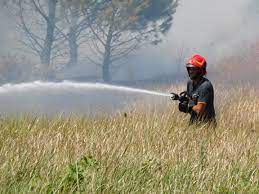 Incendio doloso nel parco naturale del Salento: morti decine di specie animali