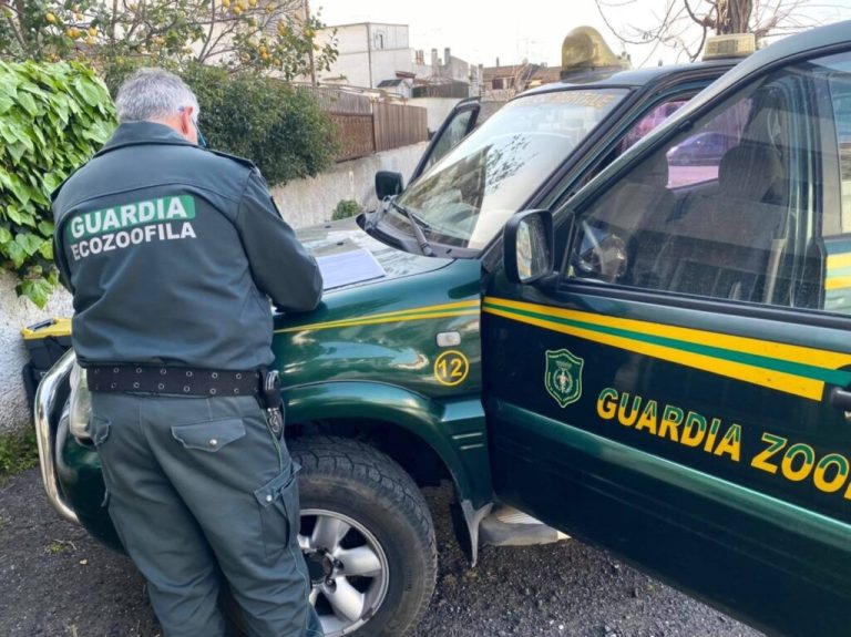 Teneva il cane su un balcone con il pavimento cosparso di urina stantia: sanzionato il proprietario di Cerveteri