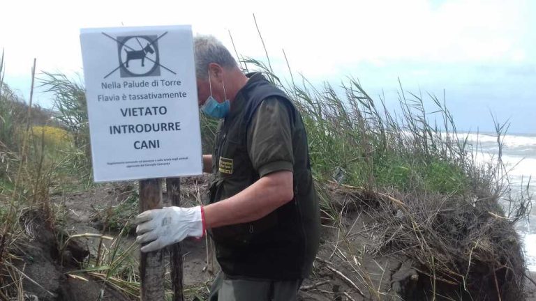 Palude di Torre Flavia: niente cani vicino ai nidi del Fratino