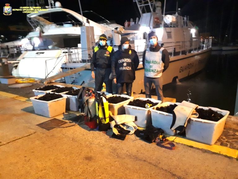Operazione della stazione navale della GdF di Civitavecchia: salvati 12.000 ricci di mare dai pescatori di frodo