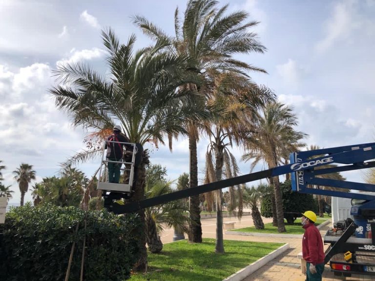 Civitavecchia, potature in viale Garibaldi: in alcuni casi interventi attesi per 15 anni