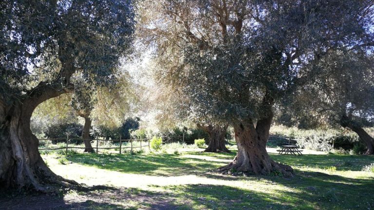 Lavori Agraria, il Comitato 2 Ottobre: “Danno gratuito all’ambiente con finanziamento europeo”
