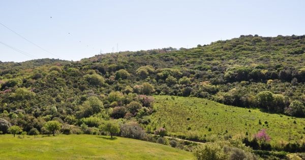 “Salviamo il bosco nella valle del Marangone tra Civitavecchia e Santa Marinella”