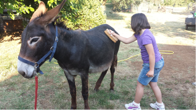 La “Fattoria degli Animali” riparte grazie alla 7° edizione del progetto Fattoria per Tutti