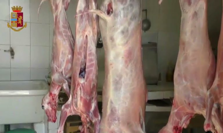 Enna, denunciato un allevatore per macellazione abusiva di ovini di provenienza illecita