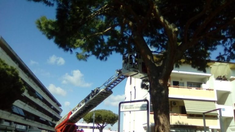 Salvata dai vigili del fuoco una gatta arrampicata su un albero a Cerenova