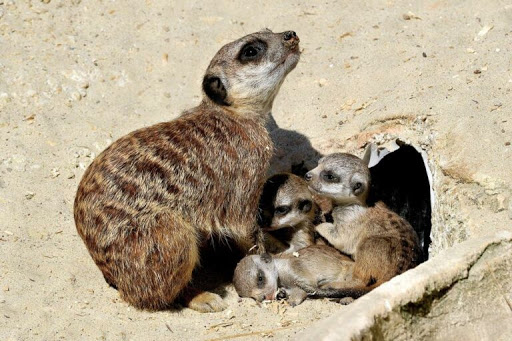 Eventi eccezionali al Bioparco dove sono nati una cammellina, tre suricati e due pinguini del Capo