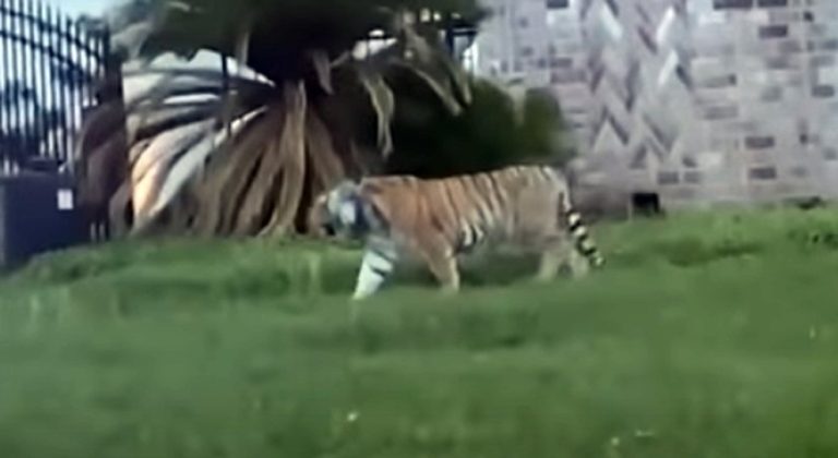 Usa, a Houston c’è una tigre in fuga tra le vie della città