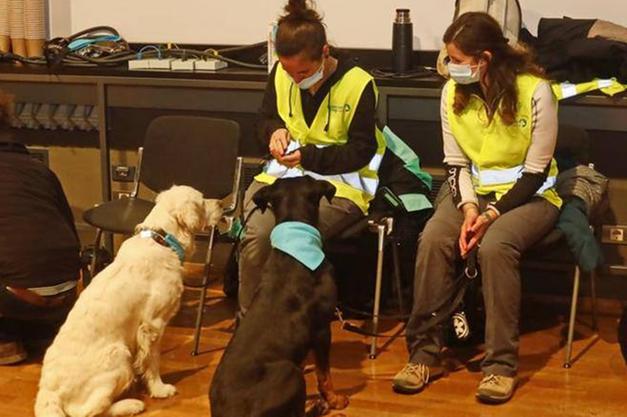 Alto Adige: sospeso il progetto dei cani anti-Covid avviato lo scorso dicembre in alcune scuole