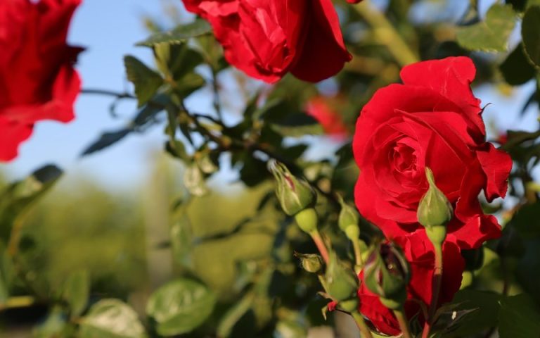 La 79a edizione del “Premio Roma per le nuove varietà di Rose”: quattro vittorie alla Francia