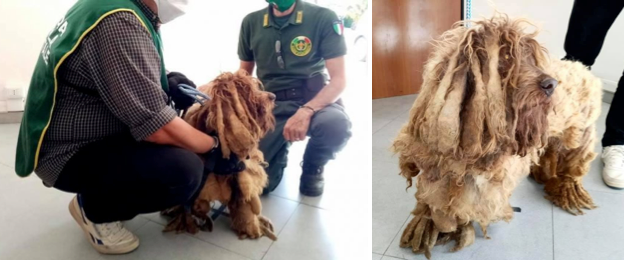 Costretto a camminare su strati di pelo incrostato, salvato dagli agenti di Fareambiente Cerveteri