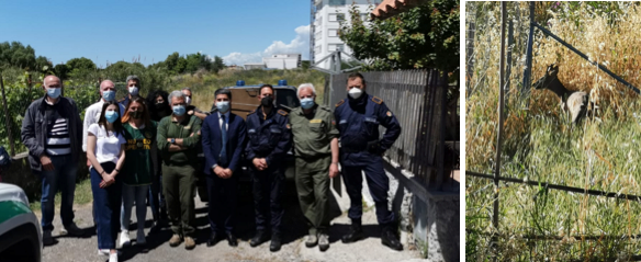 Capriolo in un giardino al Cisterna-Faro: anestetizzato e liberato nel Parco dei Monti Cimini
