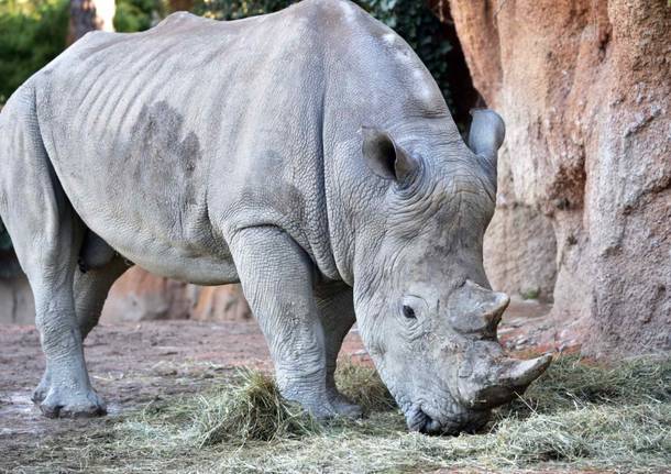 Svizzera, rinnoceronte bianco donato al bioparco di Torino