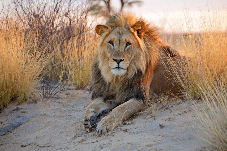 Sudafrica: nuova legge per impedire di allevare leoni da usare come prede per i cacciatori