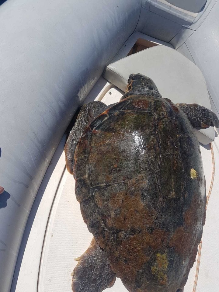 Napoli, passeggiava con due grosse tartarughe di specie protette: multato un 50enne