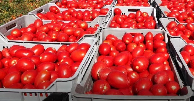 Nocera Inferiore (Salerno), sequestrate 821 tonnellate di pomodoro semilavorato