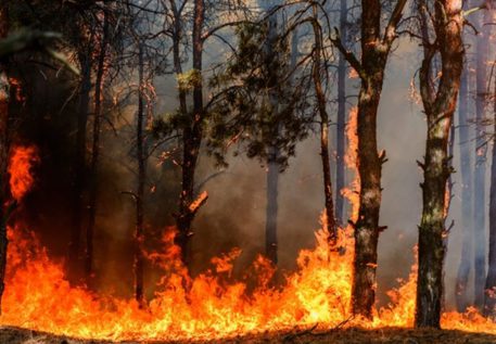 Sicilia, distrutta dalle fiamme Portella della Ginestra: storico luogo della strage di lavoratori del 1947