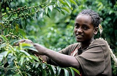 Etiopia, boom di esportazione del caffè