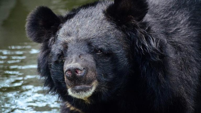Alaska, salvato un uomo che per una settimana era stato ‘assediato’ da un orso bruno